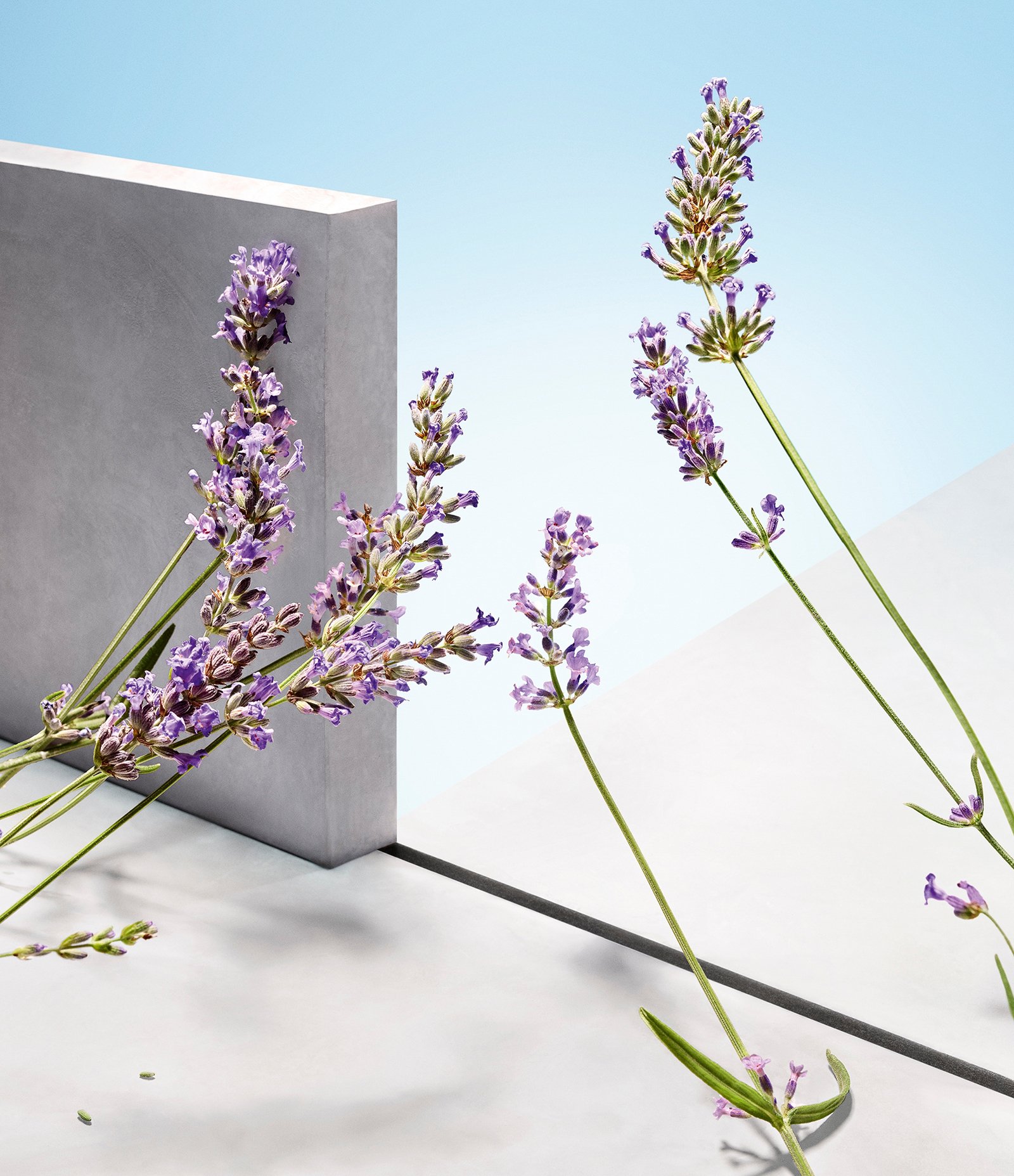 Boss Perfume Man Eau de Toilette 75ml 5