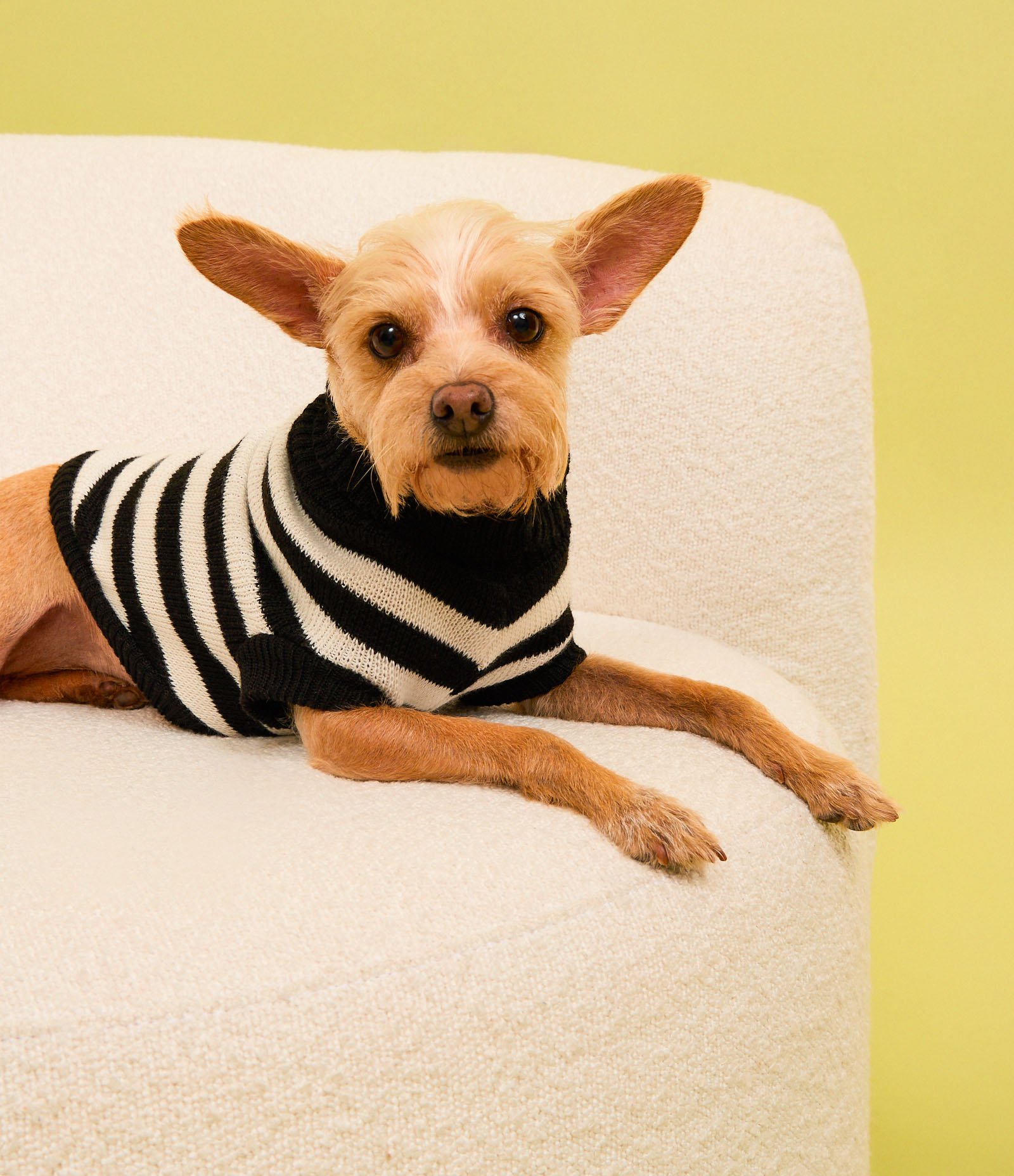 Roupa para Pet com Estampa Listrada Bicolor Preto/Branco 12