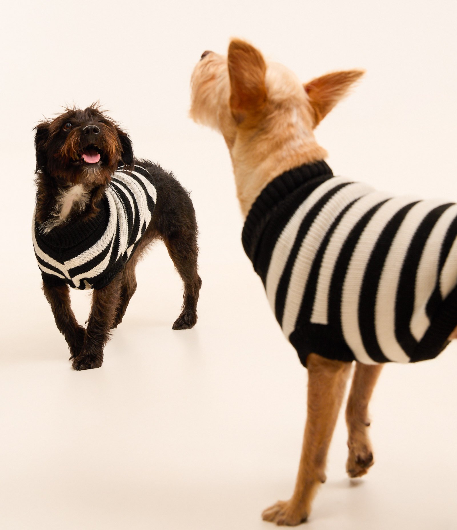 Roupa para Pet com Estampa Listrada Bicolor Preto/Branco 13