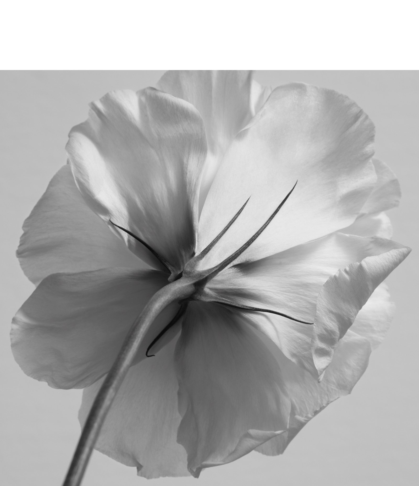 Perfume Givenchy L'Interdit Feminino Eau de Parfum 50ml 5