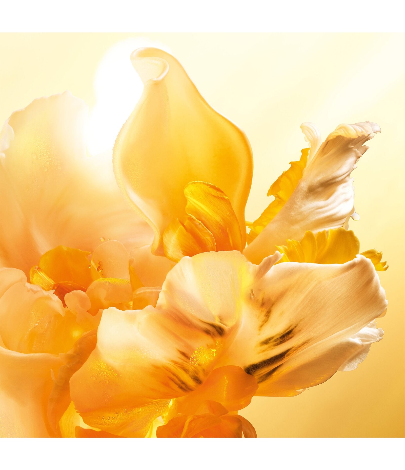 Perfume Roller Pearl J'adore Feminino 20ml 5