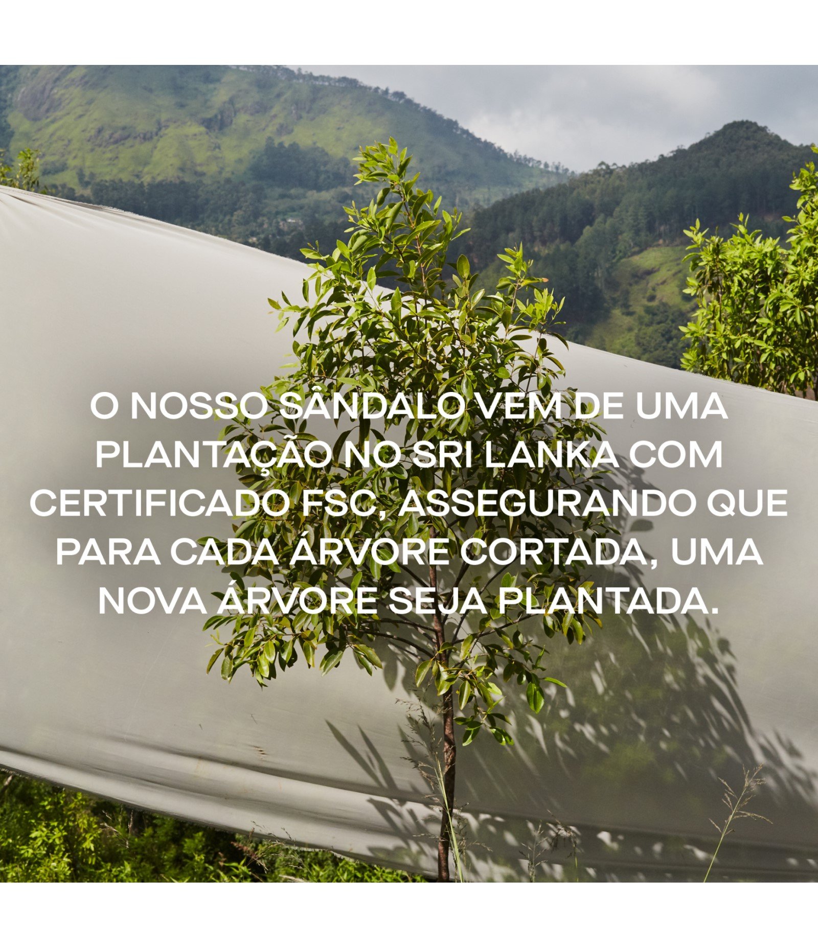 Perfume Antonio Banderas The Icon Eau De Parfum 50ml 8