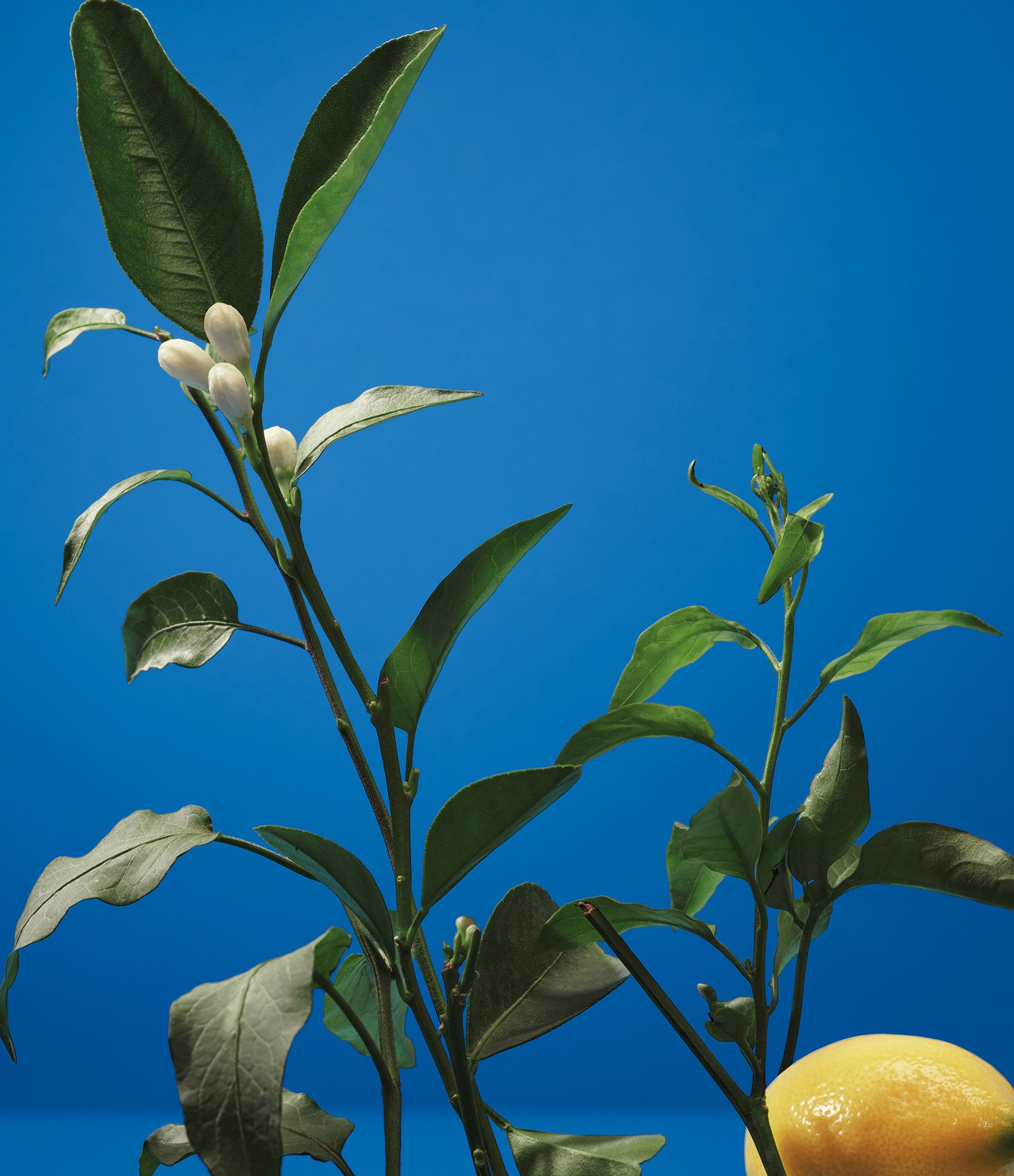 Perfume Adolfo Dominguez Neroli Eau de Toilette Masculino 120ml 7