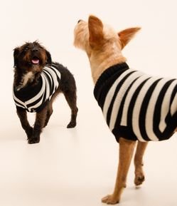 Roupa para Pet com Estampa Listrada Bicolor